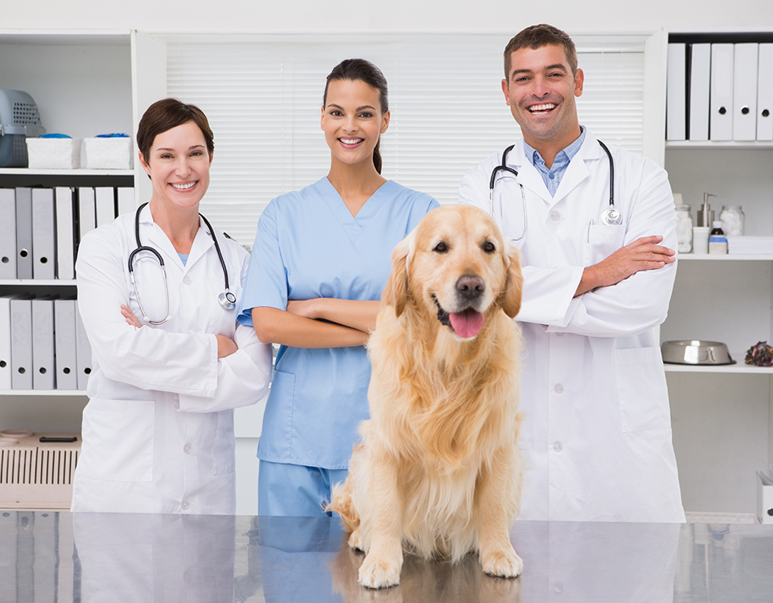 how-to-improve-practice-management-in-veterinary-practices
